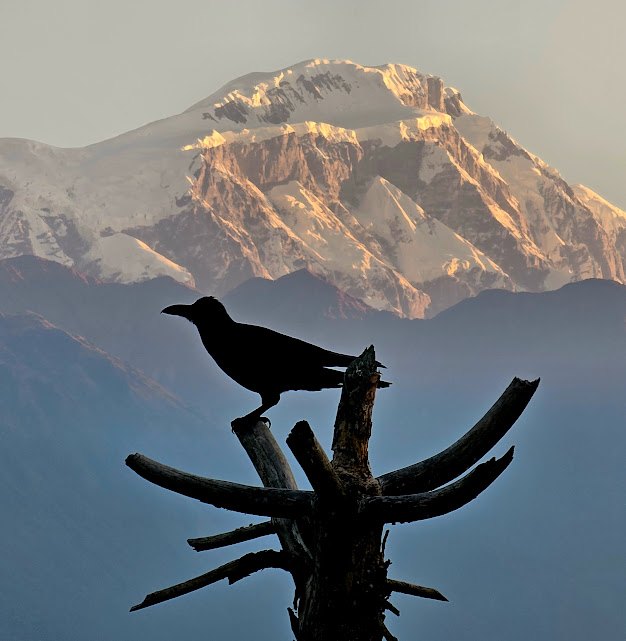 Crow-with-mountain-Annapurna-Eco-Village