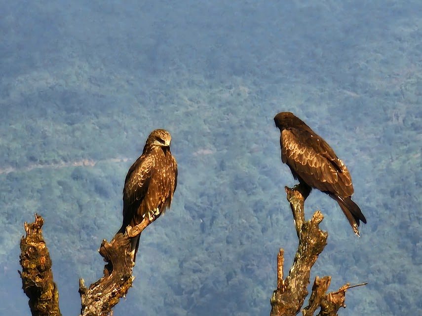 Two-eagles-near-Dhampus